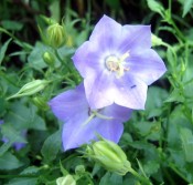 bellflower (Campanula carpatica 'Blue Clips')