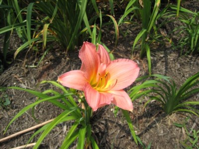 Daylily - pink