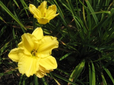 Daylily - yellow