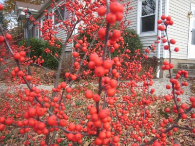 Sparkleberry Holly (Ilex verticillata 'Sparkleberry')