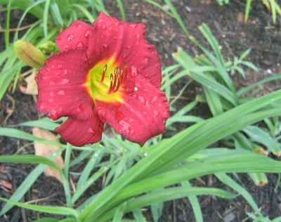 daylily (Hemerocallis 'Pardon Me')