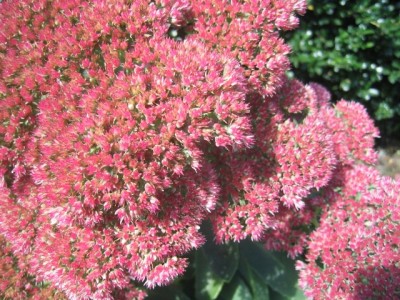 Sedum 'Autumn Joy' close-up