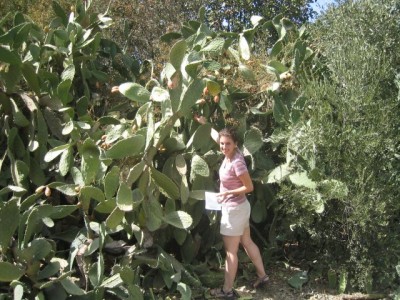 picking sabra fruit