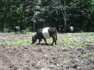 the adorable Belted Galloways of Rockport