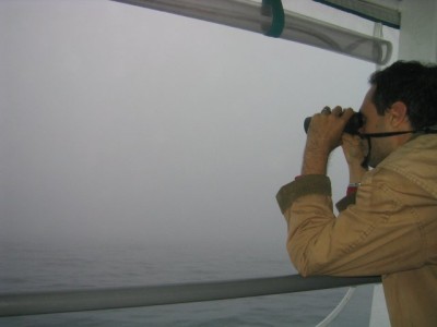 it takes an EXPERT birder to find puffins in zero-visibility fog (but we found them anyway)