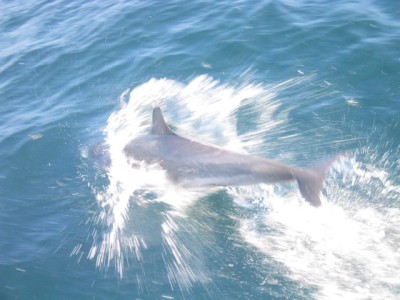 dolphins playing with the boat