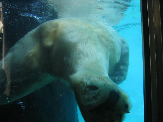 polar bear rump