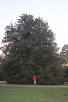 the largest holly in maryland