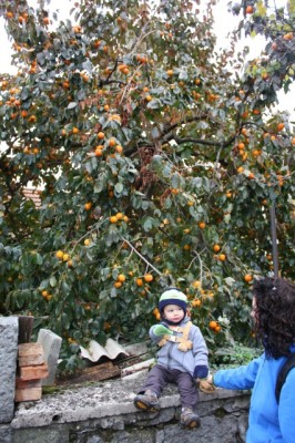 Persimmon tree in Tomaj