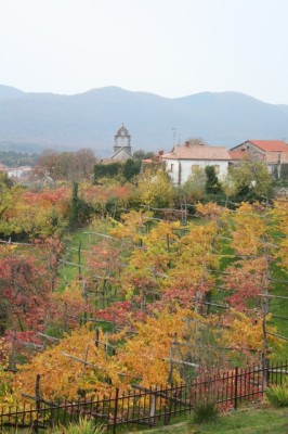 Tomaj vineyard